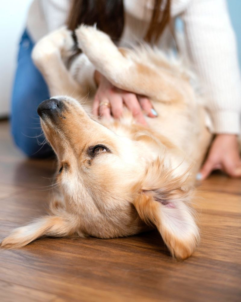 Dermatologist examining a dog for skin allergy