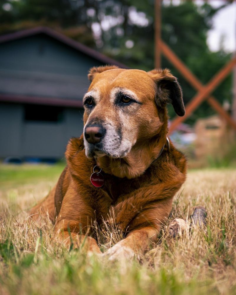 Pet end of life care