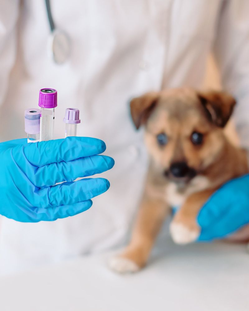 A vet examining a puppy in a lab