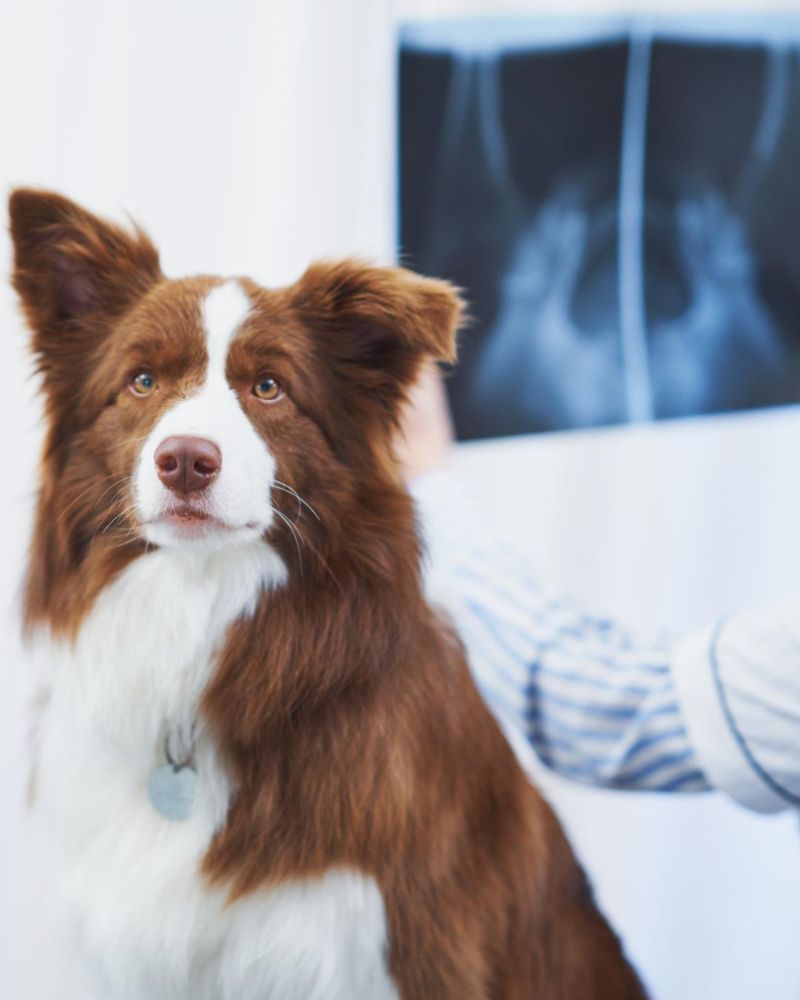 A dog sitting on a table in a X-ray room