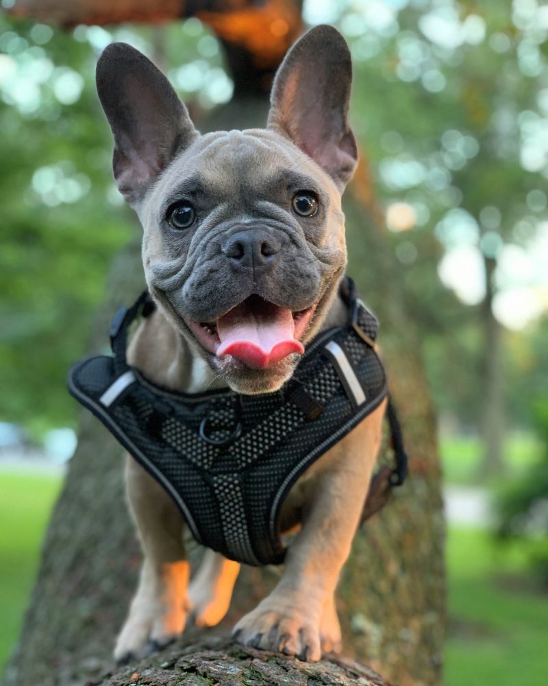 A french bulldog climbing on a tree