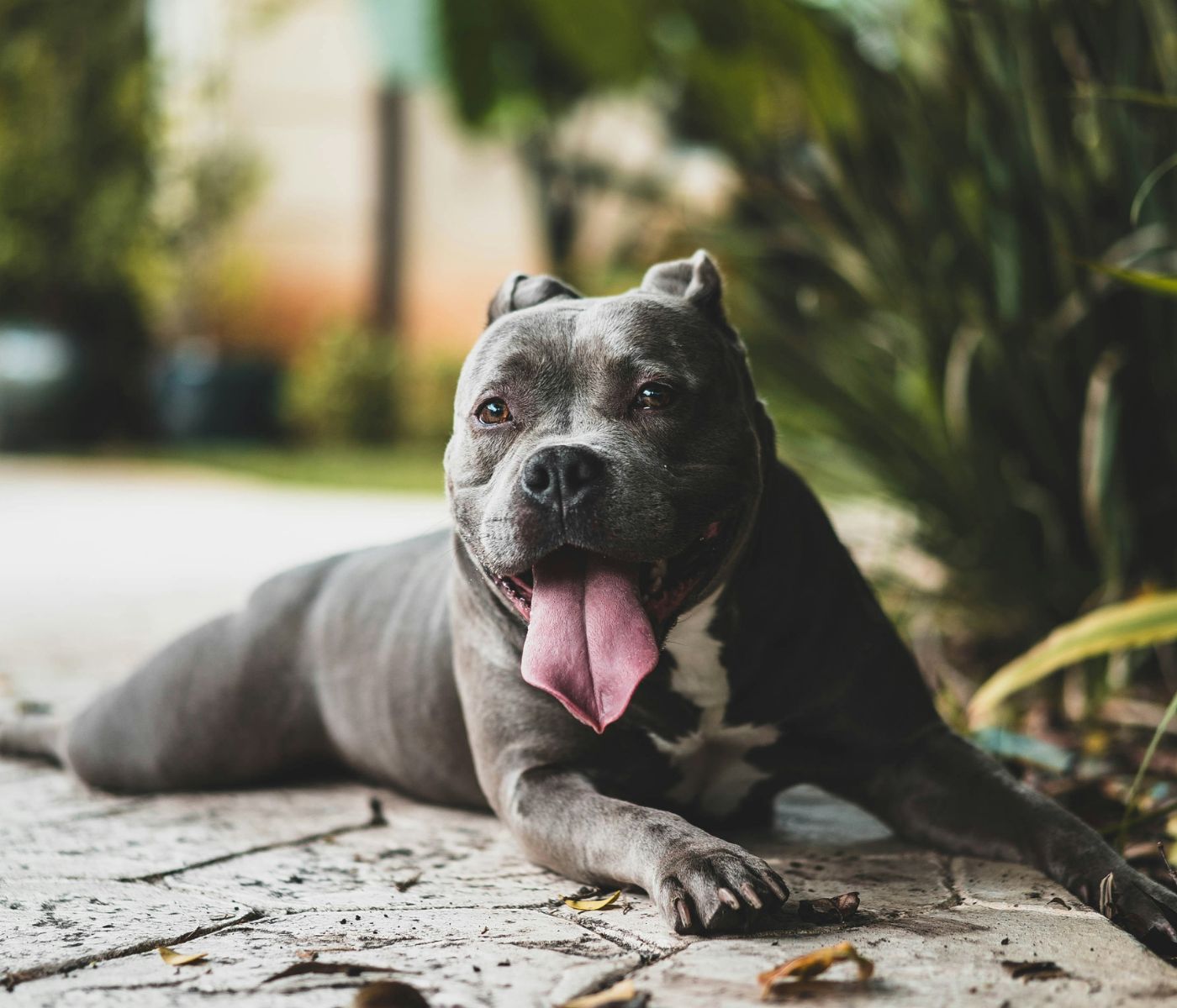 A muscular grey American Pit Bull Terrier lying down on a stone patio with its tongue out