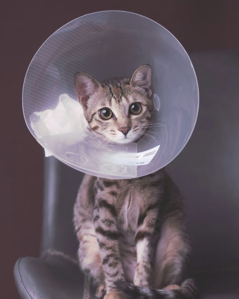 A cat in a plastic surgical cone