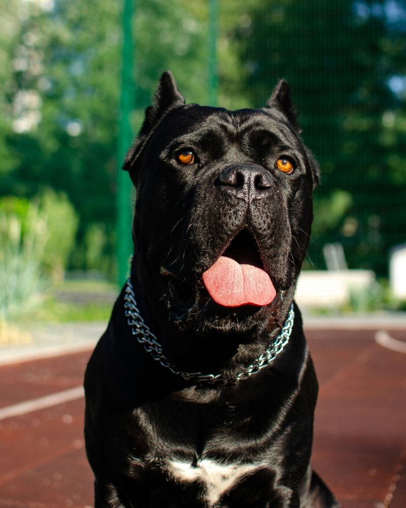 A pit bull walking on a street